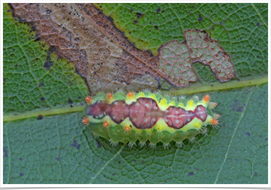 Adoneta spinuloides
Purple-crested Slug
St. Clair County, Alabama